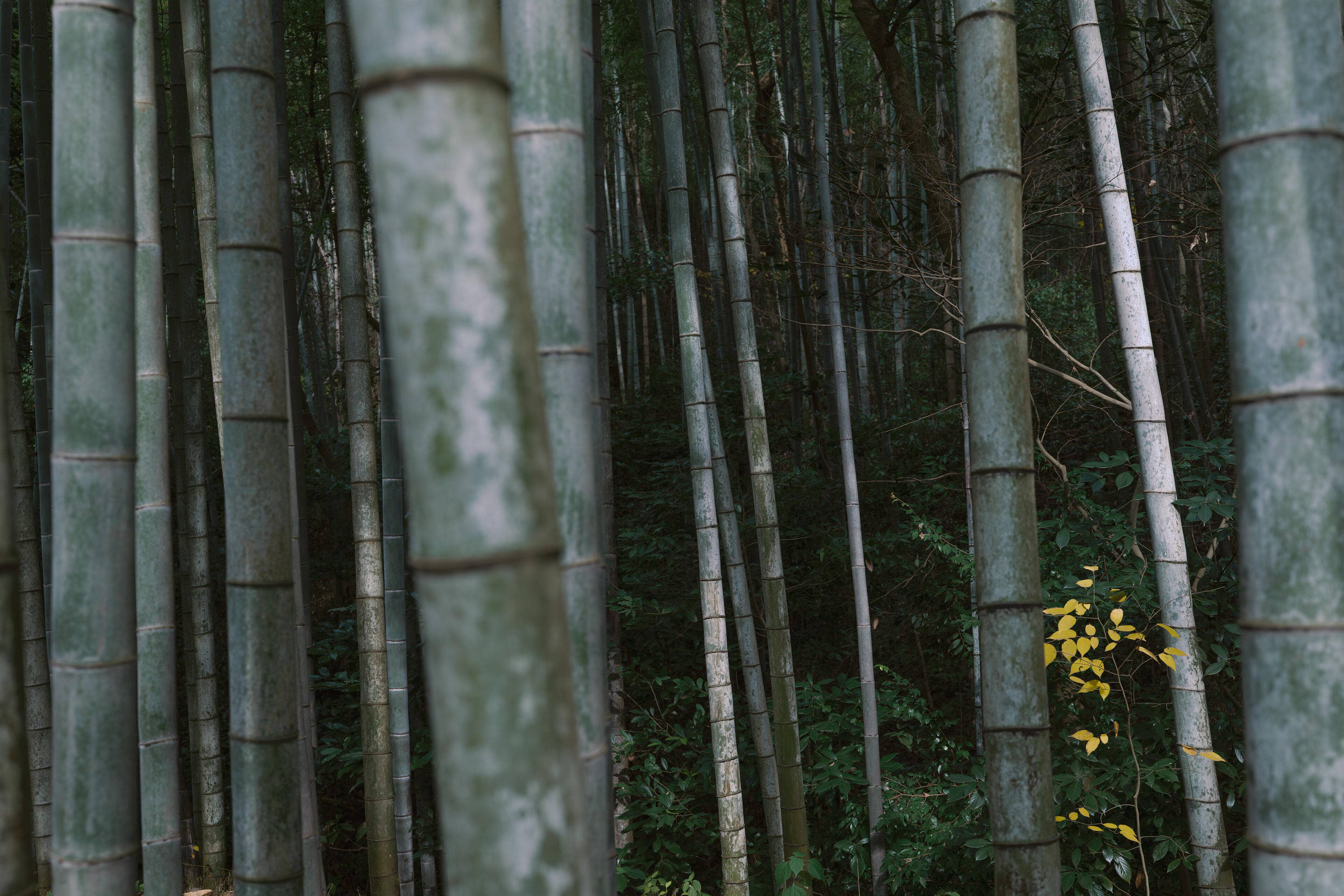 Encountering the Beauty of Intangible Cultural Heritage — Jiangnan Craftsmanship Through a 35mm Perspective