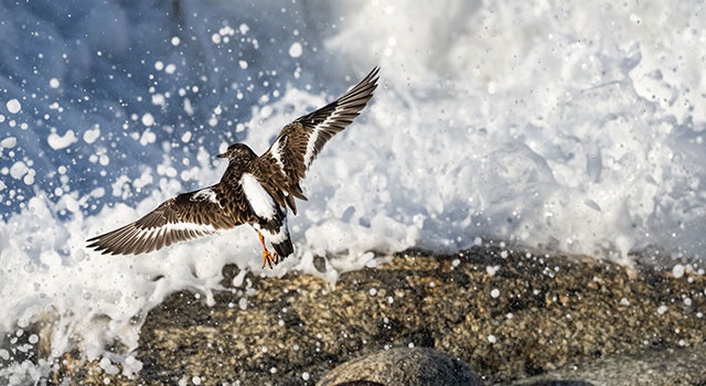 Capturing the Wild Symphony with SIGMA 500mm F5.6 DG DN OS | Sports